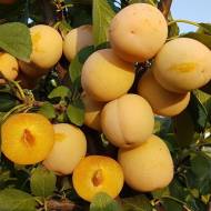 Саджанець Слива Жовта Афаска в контейнері